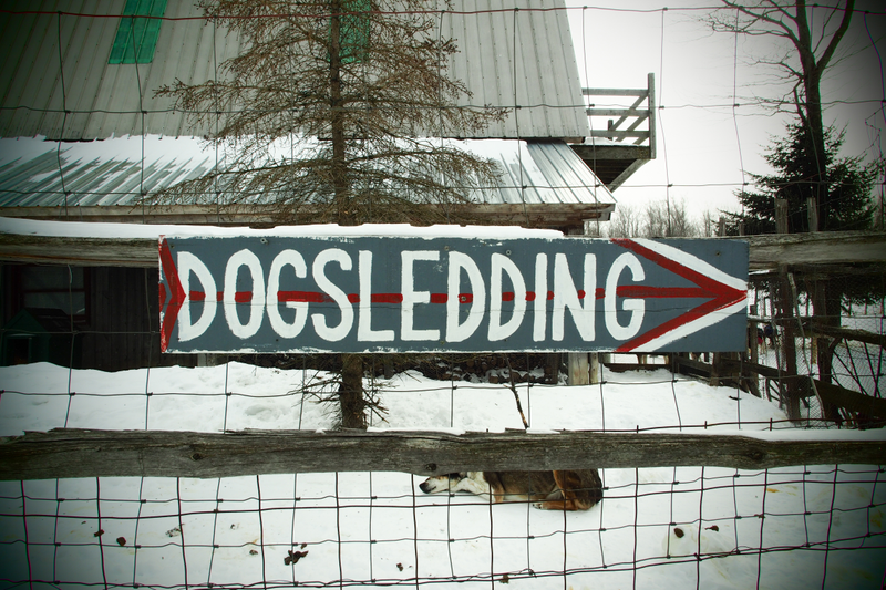 Illustration for article titled Where the Dogs Are: A Dogsledding Photo Diary